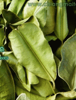ใบมะกรูด (Kaffir lime leaves) 1Kg.