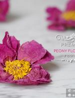 ชาดอกโบตั๋น พรีเมี่ยม (Peony Flower Tea Premium) 