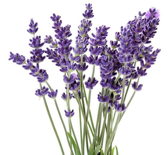 ٻҾ2 ͧԹ : Ҵ͡ Ҵ͡ǹ (Lavender FlowerTea) 100 g.
