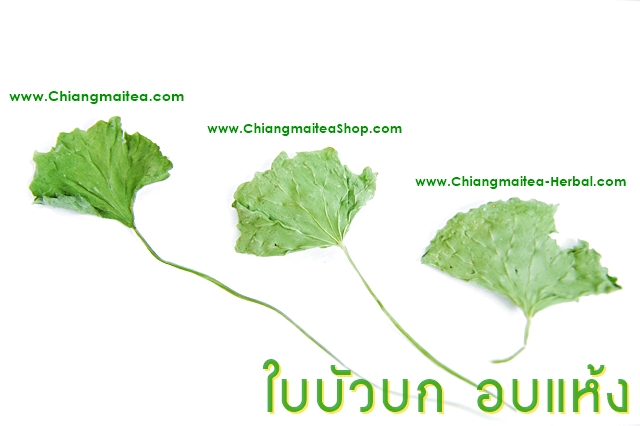 ٻҾ4 ͧԹ : 㺺Ǻͺ (Gotu kola Leaf) 1 Kg.