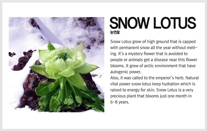 ٻҾ5 ͧԹ : Ҵ͡ (Snow Lotus Flower Tea) Ҵ 100 